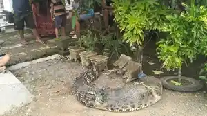 Buaya-berukuran-27-meter-ditangkap-di-permukiman-Desa-Kabubu-Kecamatan-Topoyo.jpg