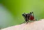 ilustrasi-nyamuk-aedes-aegypti-1.jpg