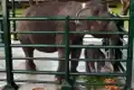 Risma Beri Nama Dumbo pada Bayi Gajah KBS