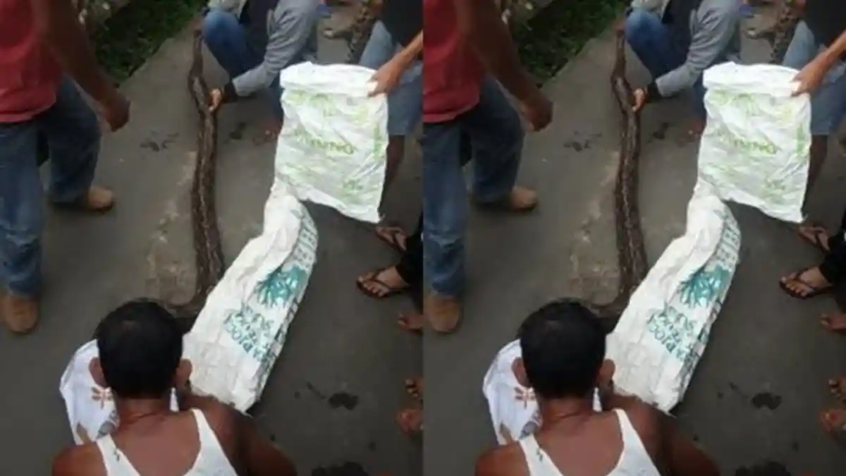 Romli Warga Jakabaring Kaget Ular Piton Terjebak di Plafon Rumahnya, Sempat Dikira Tikus
