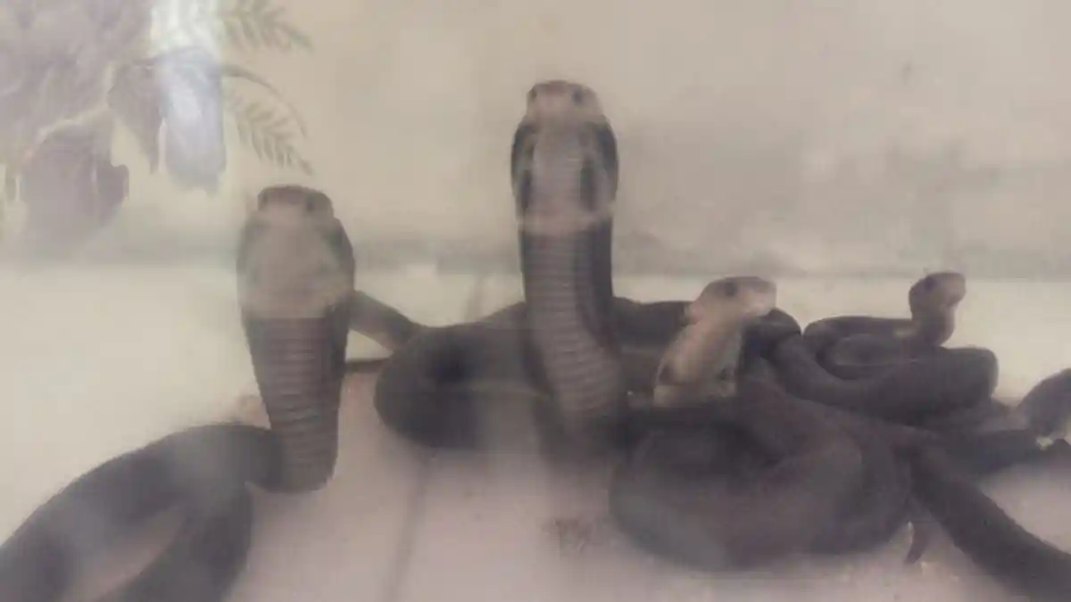 Arti Mimpi Dipatok Ular Berbisa Menurut Primbon Jawa, Konon Ada Orang yang Iri dengan Prestasi Anda