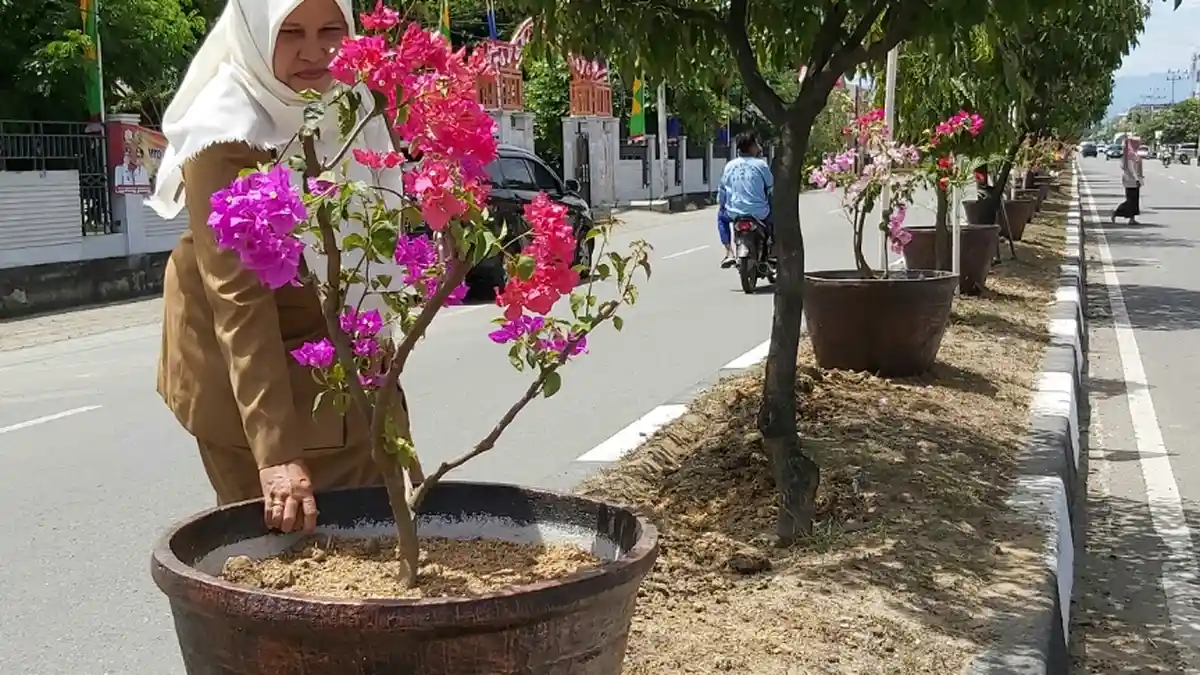Dinas Lingkungan Hidup Solek Wajah Kota Sigli, Tata 600 Pot Bunga di Trotoar