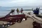 Tarek Pukat Tradisional Nelayan Aceh Pesisir