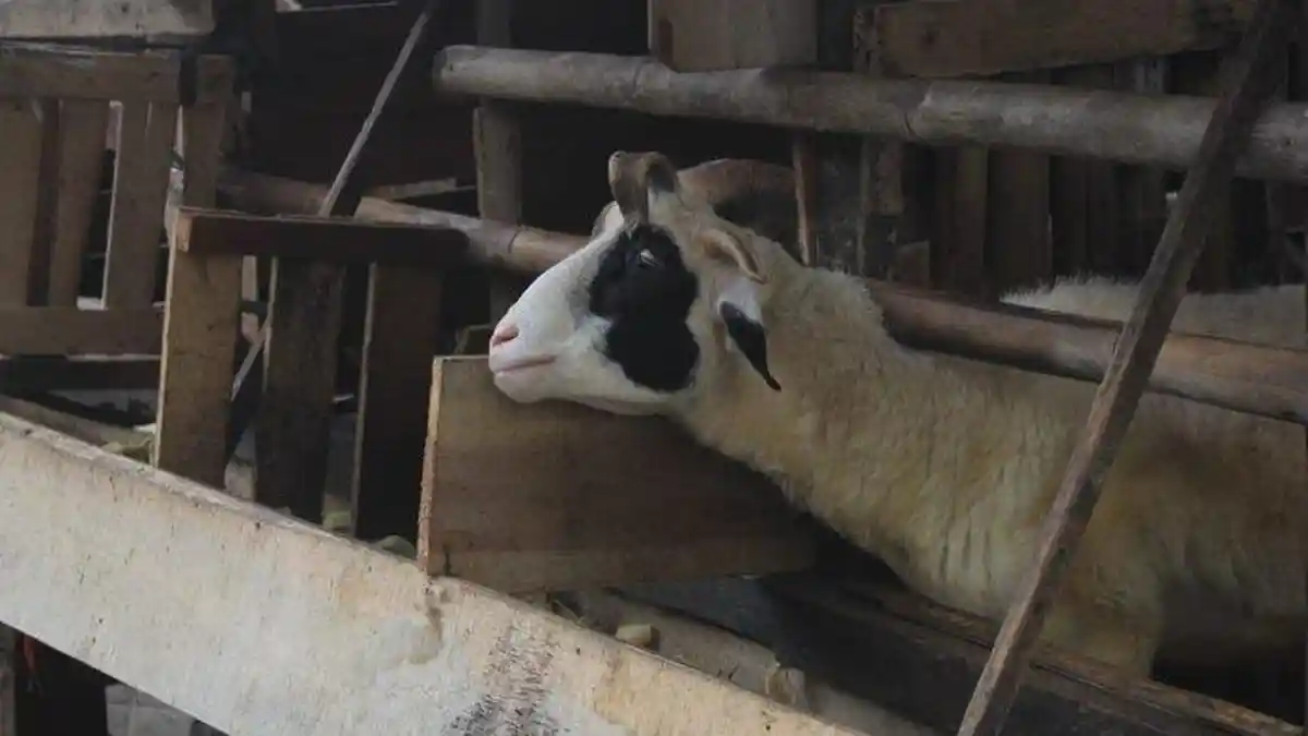 Kisah Si Jagur, Kambing Bertanduk Lima di Bogor yang Menggemaskan dan Suka Joget