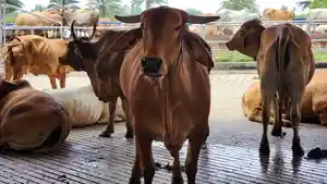 Pemotongan-sapi-kurban-di-Lampung-tahun-2026.jpg