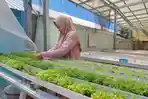 Petani-sayuran-hidroponik-di-Pangkalpinang-Anis-saat-mengontrol-penyemaian-bibit-hidroponik.jpg