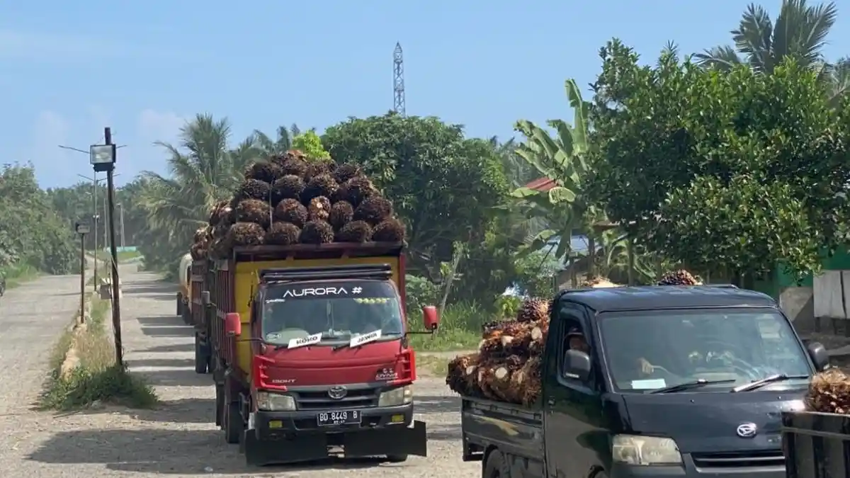 Imbas Harga TBS Sawit Anjlok, Pemkab Bengkulu Selatan Berkomitmen Lindungi Petani-Pengusaha