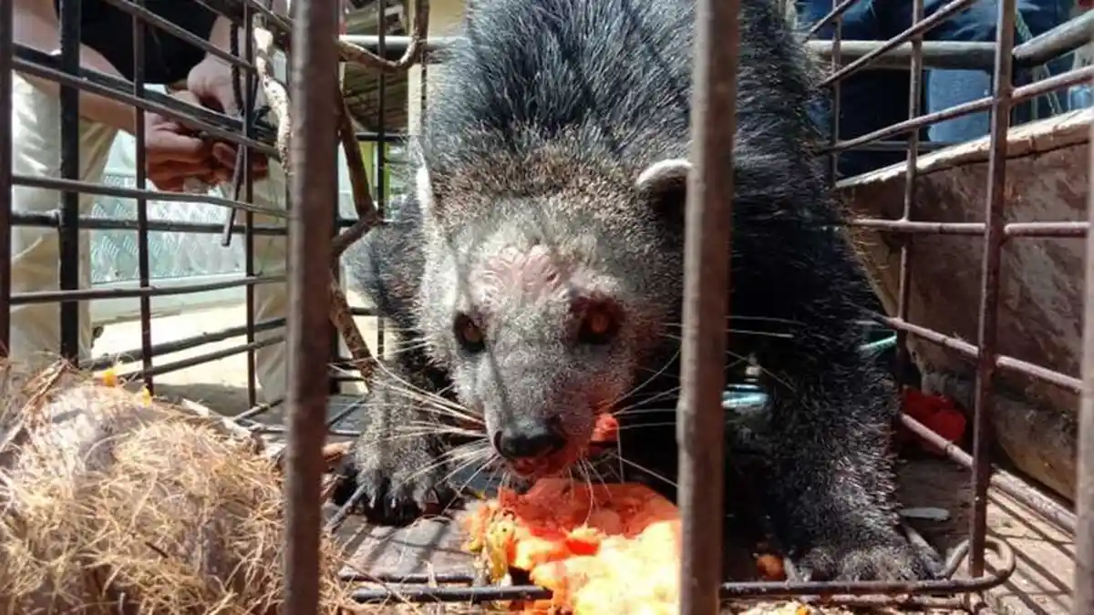 Mengenal Binturong, Satwa Langka yang Sempat Hebohkan Warga Kampung Pinang, Agam