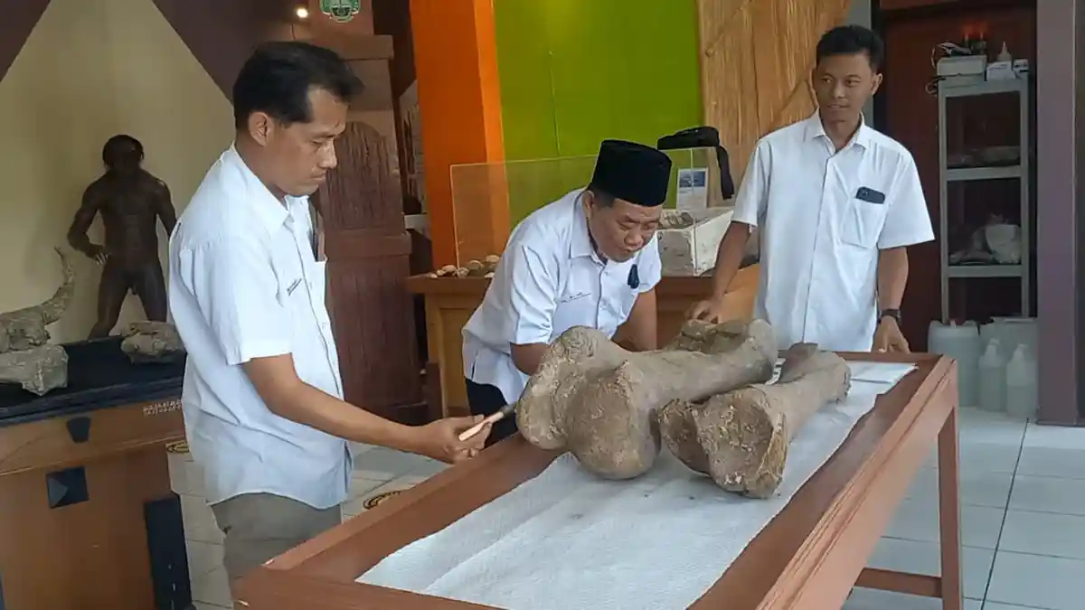 Dua Fosil Tulang Gajah Purba Ditemukan di Situs Kedung Wedus Blora, Usia 300 Ribu Tahun