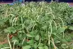 tanaman-kacang-hijau_20150823_174408.jpg