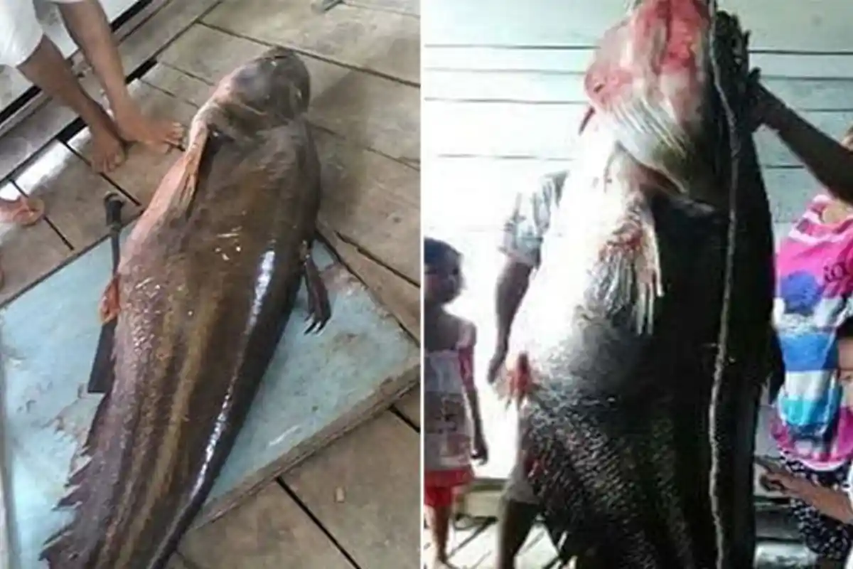 Ikan 'Monster' di Kalimantan Serang 3 Pelajar SMP, Warga Sampai Merasa Diteror, Ini Fakta-faktanya