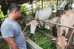 Peternak-Lembu-M-Haryanto-warga-Desa-Gedangan-Kecamatan-Pulo-Bandring.jpg