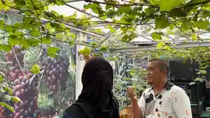 Kebun-Anggur-Bang-Raden-04022025.jpg