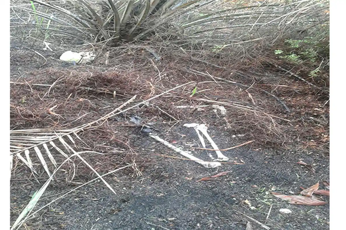 Pulang Mencari Rotan di Hutan Seorang Diri Sebulan Lalu, Wanita Ini Ditemukan Tinggal Tulang