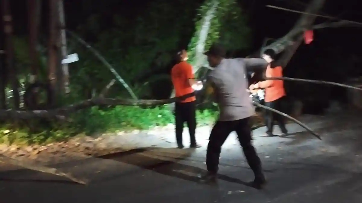 Meski Tak Ada Hujan, Pohon Tumbang Masih Hantui Gianyar Bali