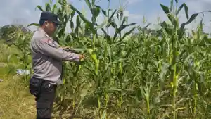Polsek-Pemulutan1.jpg