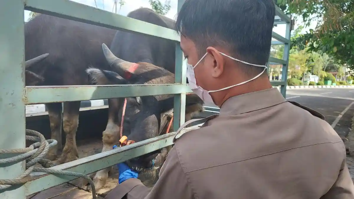 Pastikan Bebas PMK, Pejabat Karantina Lakukan Pengawasan Lalulintas Hewan