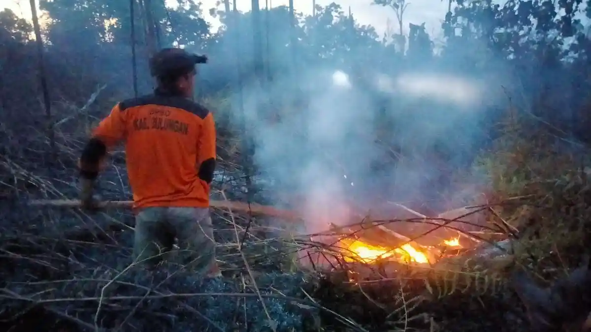 Kurang Lebih 8 Hektare Hutan dan Lahan Terbakar di Desa Pindadak , BPBD Bulungan Lakukan Pemadaman 