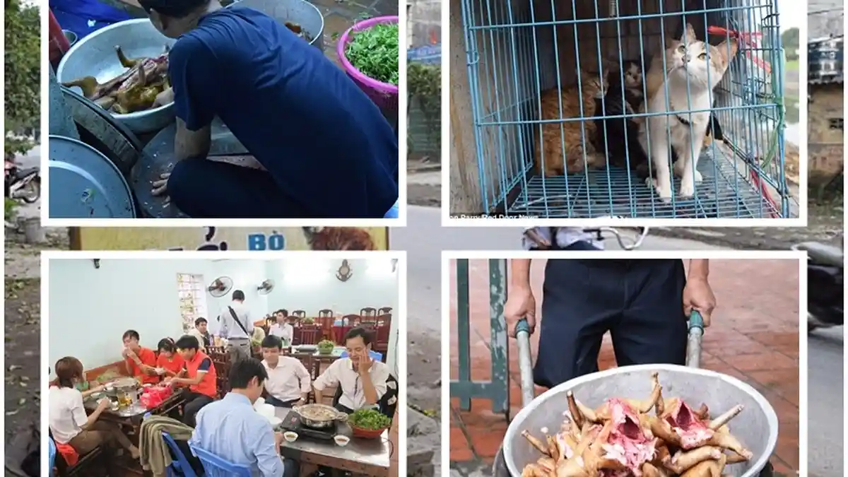 Warga Vietnam Lagi Booming Hidangan Hewan Kucing