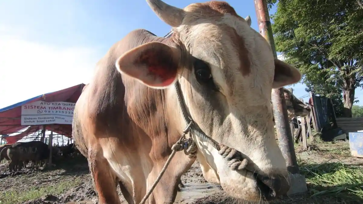 Gubernur Sumut Sebut 2.600 Hewan Ternak Terjangkit PMK, Edy: Belum Ada Yang Mati