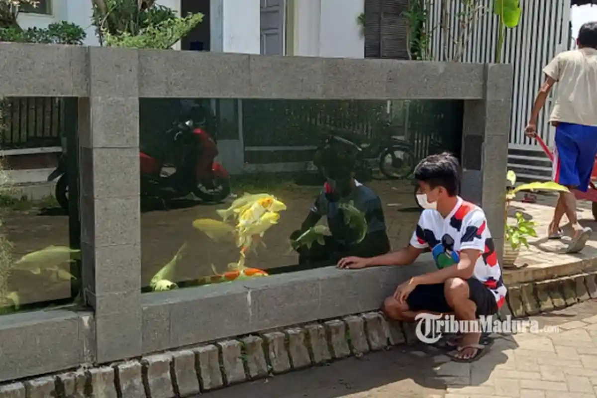 Bosan Pagar Biasa, Warga Malang ini Pagari Rumahnya dengan Kolam, Banyak Ikan Koi Hidup di Dalamnya