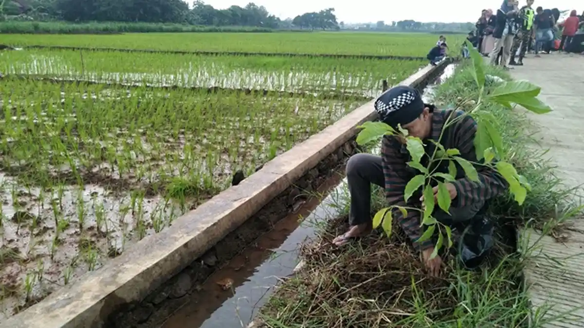 Siapkan Desa Wisata, Warga Pelang Jepara Tanam 1.500 Bibit Pohon Sakura