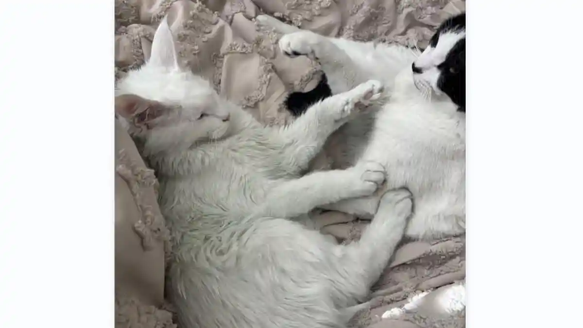 Curiga Barang-barang di Rumah Berubah Warna, Istri Syok Ketahui Suaminya Ternyata Selingkuh