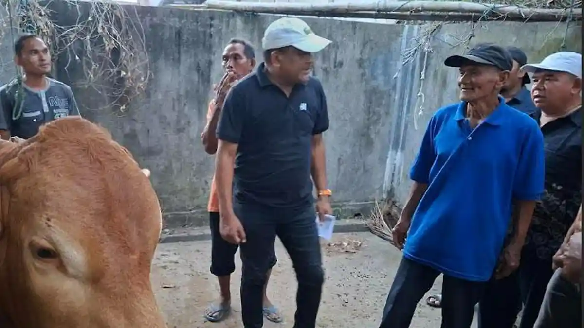Bupati Bireuen: 90 Lembu Bantuan Presiden Didistribusikan Besok