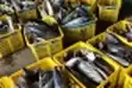 Geliat Bisnis Perikanan di Muara Angke