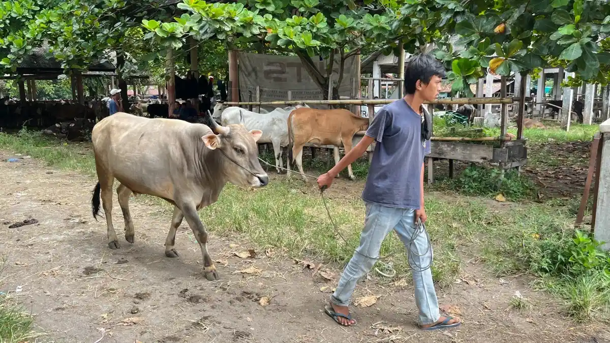 Harga Sapi Lokal Naik 5 Persen Jelang Idul Adha 2025 di Pasar Ternak Sungai Sariak Padang Pariaman