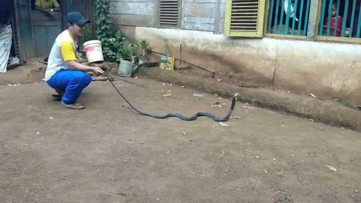 Ular Kobra Nyaris Masuk ke Rumah Warga di Gowa