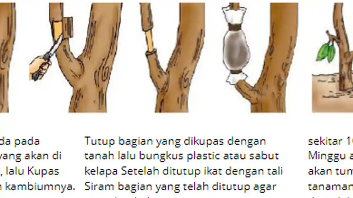 Materi Belajar IPA: Pengertian Vegetatif Buatan dan Contoh Soal Lengkap Jawabannya
