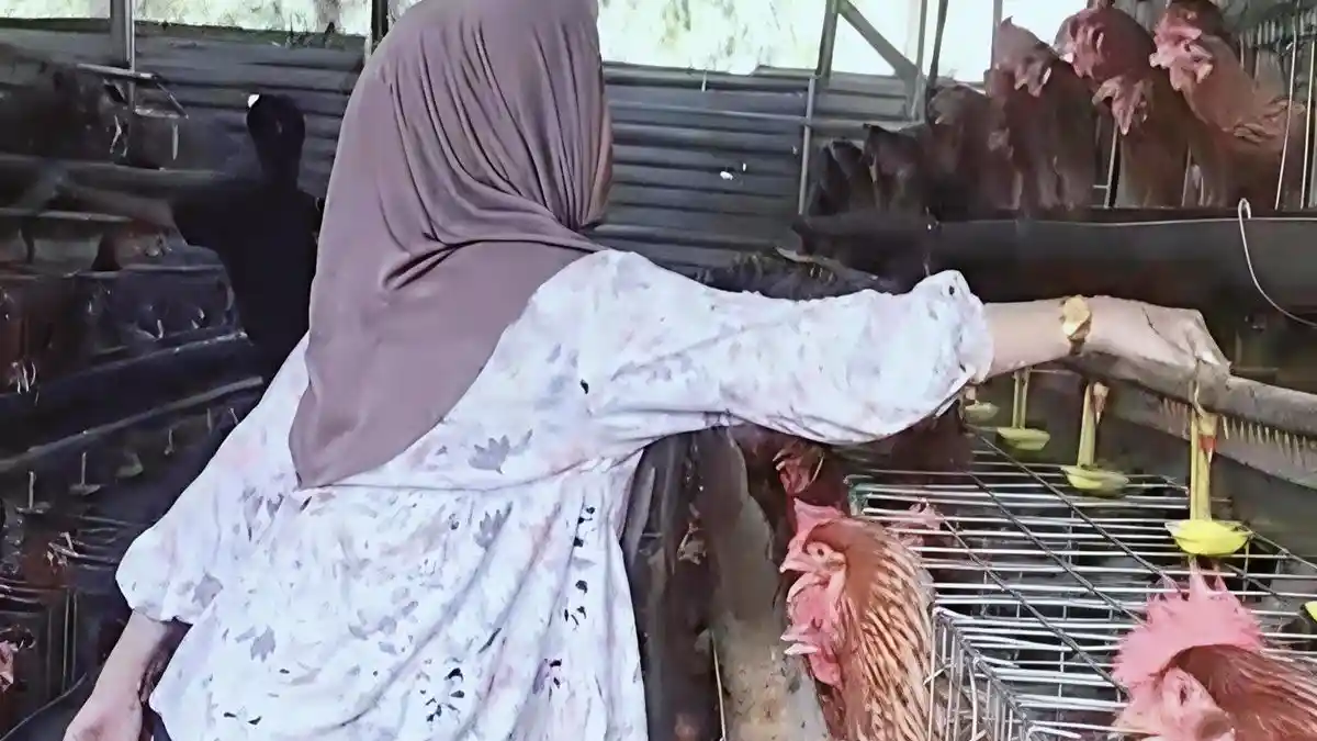 Kisah Inspiratif Sukirman, Purnawirawan TNI di OKI yang Sukses Rintis Usaha Ternak Ayam Petelur