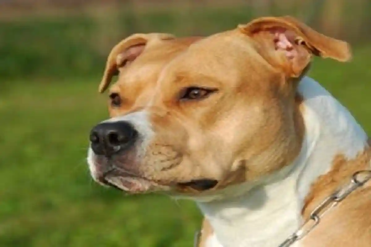 6 Anjing Disiram Air Keras, 4 Diantaranya Tewas Mengenaskan. Penyelamat Ungkap Kejanggalan