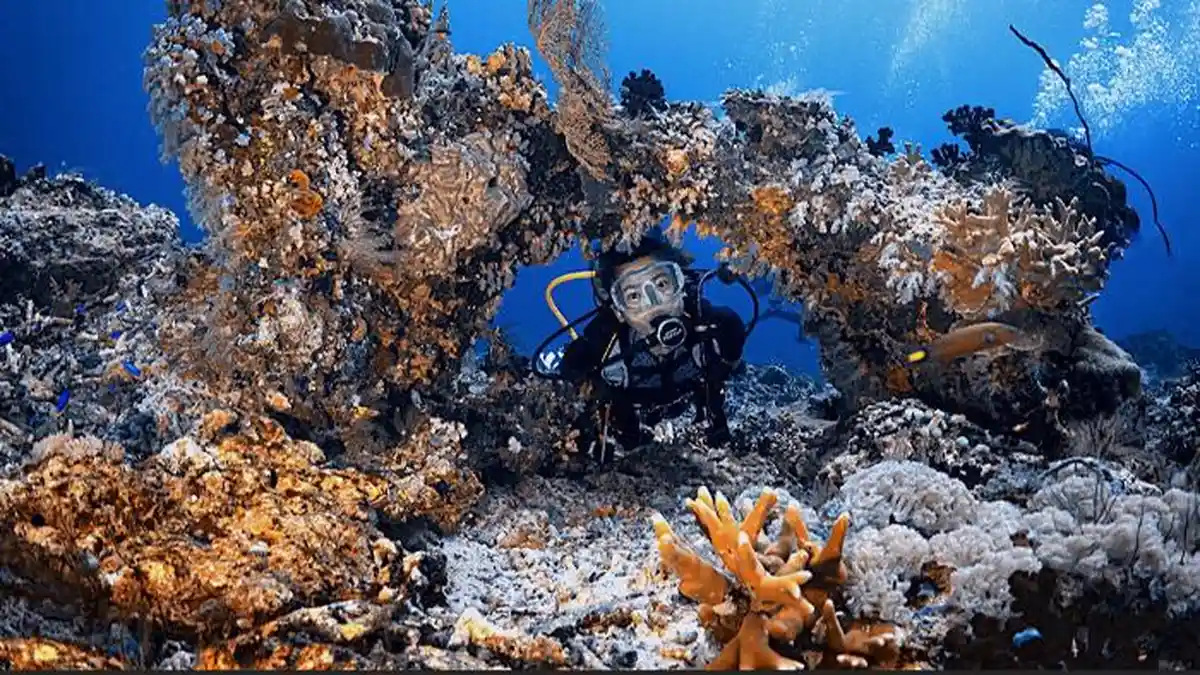 Eksplorasi Keindahan Bawah Laut, Spot Diving Unik dan Bervariasi di Banyuwangi