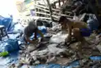 Tempat Pengepulan Kulit Hewan Kurban