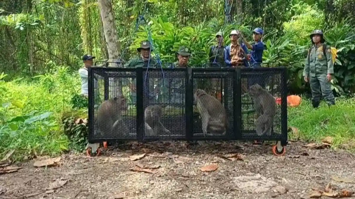 KSDA Cilacap Lepas 4 Monyet di Nusakambangan, Libatkan Mahasiswa Unsoed