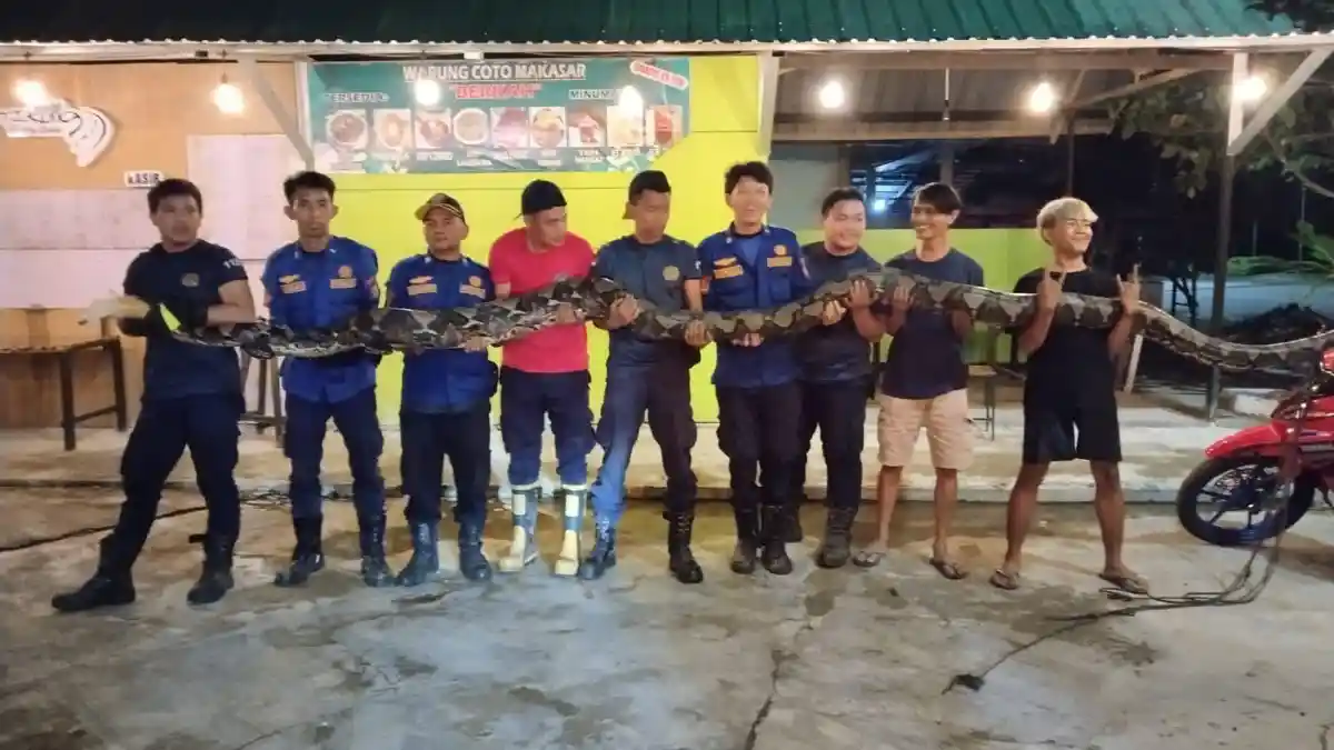 Ular Piton 7 Meter di Bontang Dievakuasi Kala Masuk ke Rumah Warga
