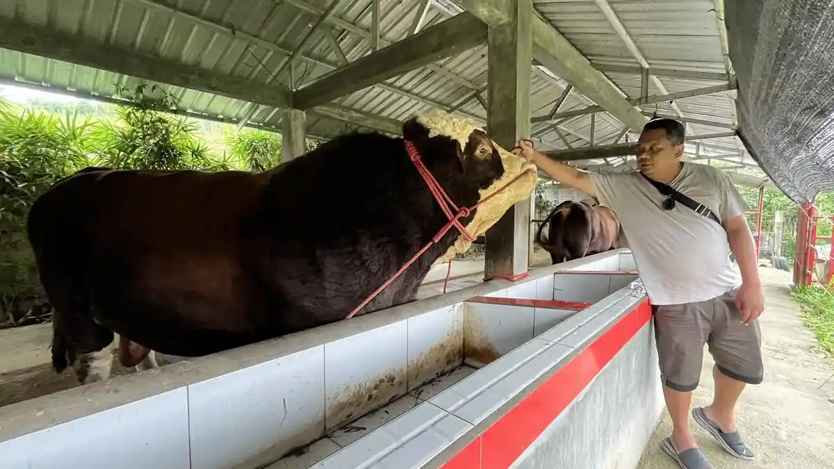 Potret Redam, Sapi "Monster" Seberat 1,3 Ton Senilai Rp 500 Juta di Lereng Sindoro Wonosobo