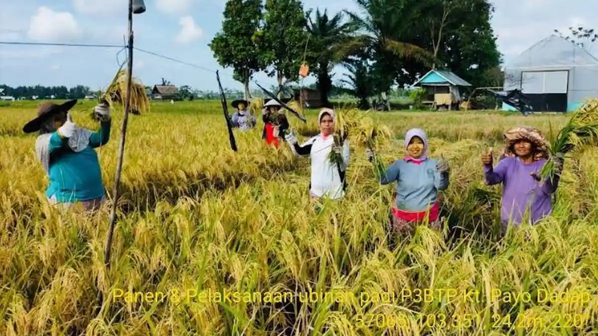 Harga Gabah Petani di Batanghari Capai Rp4.500 per Kg