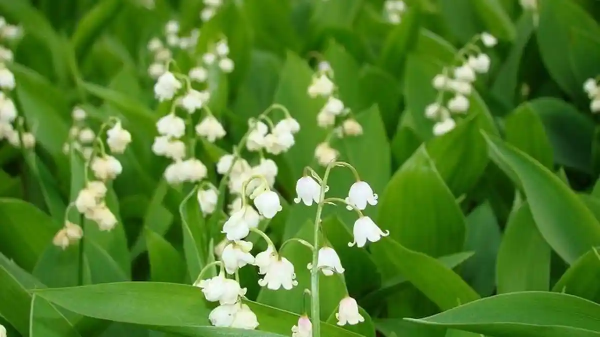 Cara Menanam dan Merawat Bunga Import, Lily of The valley, Bunga Cantik Tapi Beracun