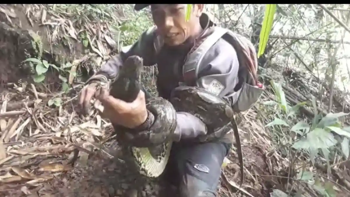 Ular Sanca Serang dan Melilit Pawang Ular di Kuningan Hingga Sesak Nafas