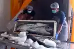 Pengolahan Ikan Hasil Tangkapan Laut di Malang