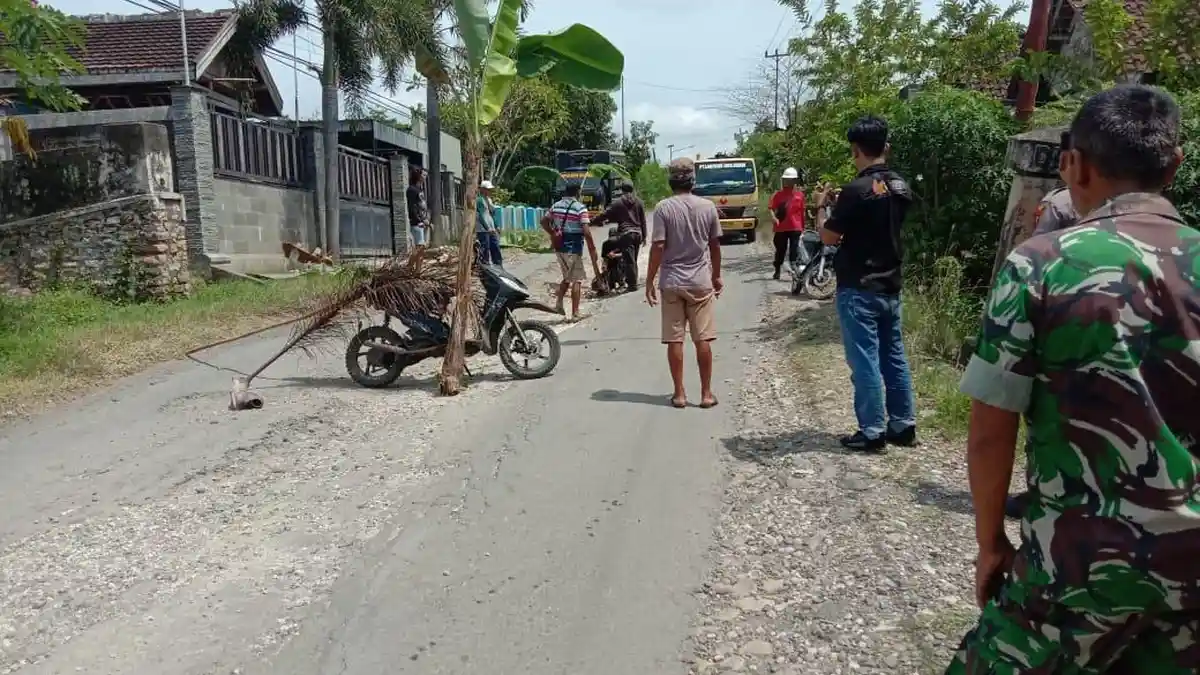 Kecewa, Warga Nekat Tanam Pohon Pisang di Jalan Rusak Blora