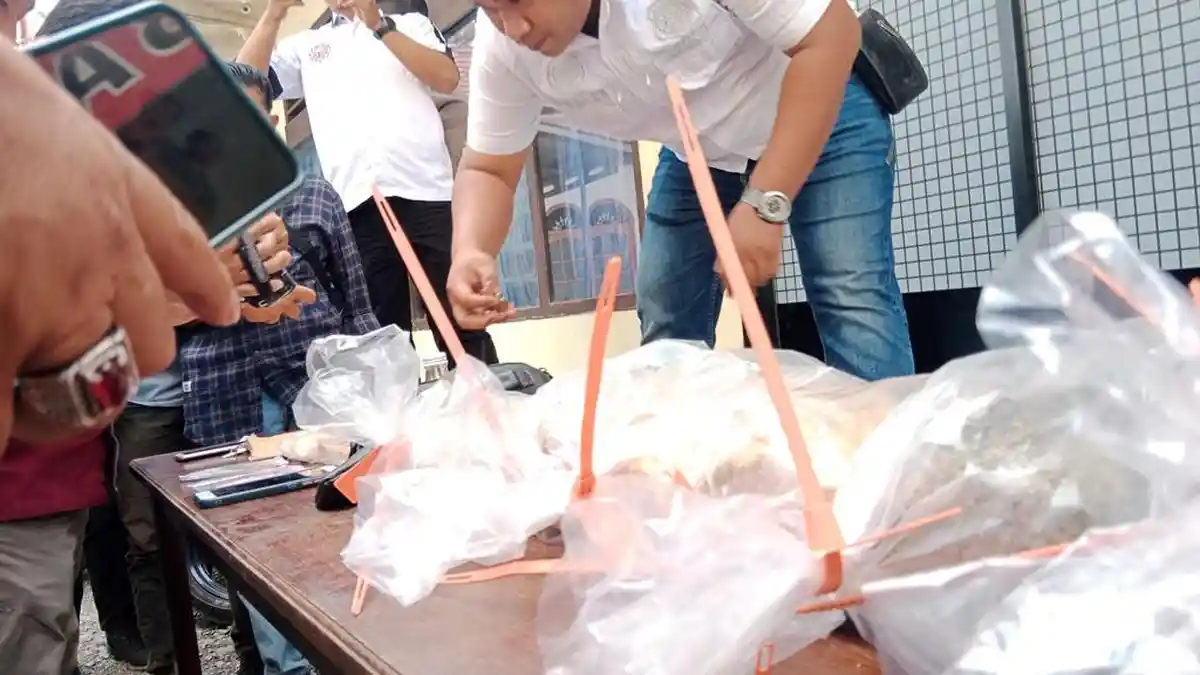 Pengedar Ganja 12 Kg di Kerinci Dibekuk Polisi