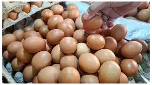 Harga-telur-8-Maret-2026.jpg