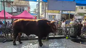2026-05-27-Hewan-kurban-bantuan-Presiden-RI-Prabowo-Subianto.jpg