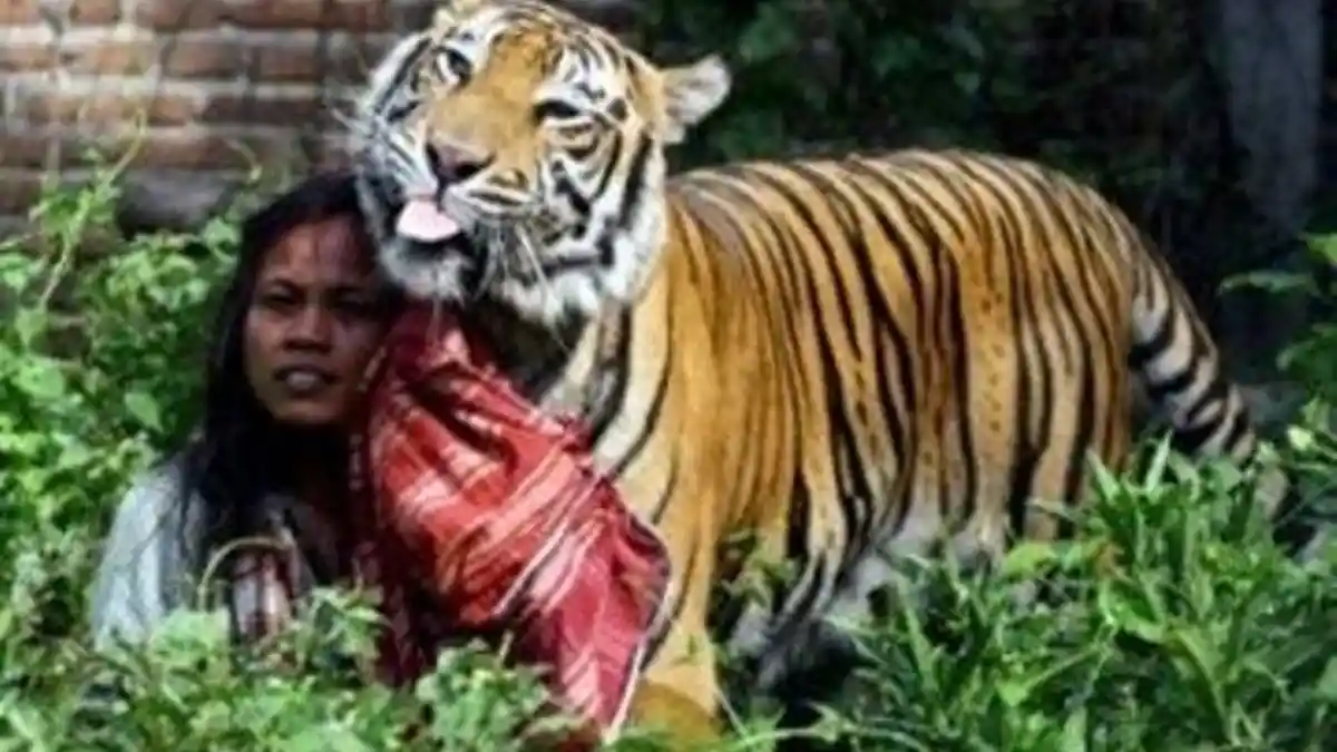 13 Arti Mimpi Tentang Harimau, Pertanda Datangnya Penyakit, Utang, Jodoh hingga Perceraian