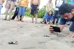 warga-sedang-mengambil-foto-tukik-anak-penyu-saat-dilepasliarkan-di-Pantai-Riangdua-lEMBATA.jpg