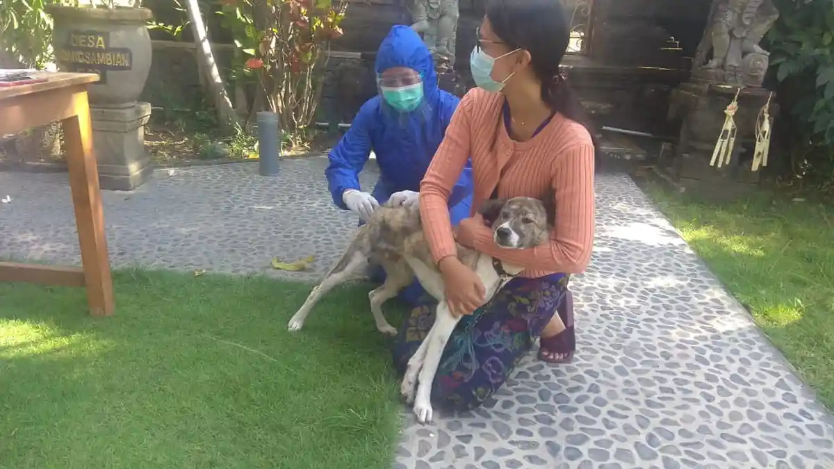 Pertahankan Denpasar Zero Kasus Rabies, Distan Denpasar Laksanakan Vaksinasi Rabies